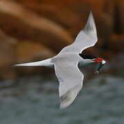 Common Tern