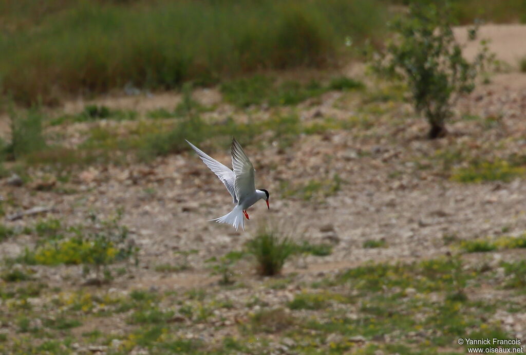 Sterne pierregarinadulte nuptial, habitat, pêche/chasse