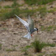 Common Tern