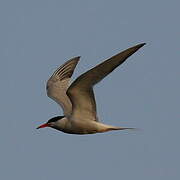 Common Tern