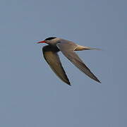 Common Tern