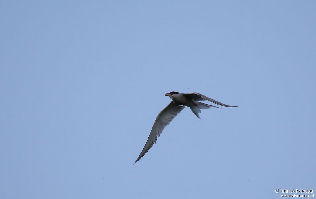 Sterne pierregarinadulte nuptial, composition, Vol, pêche/chasse