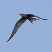 Common Tern