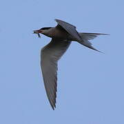 Common Tern