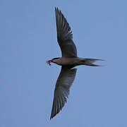 Common Tern