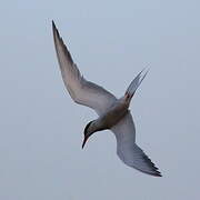 Common Tern