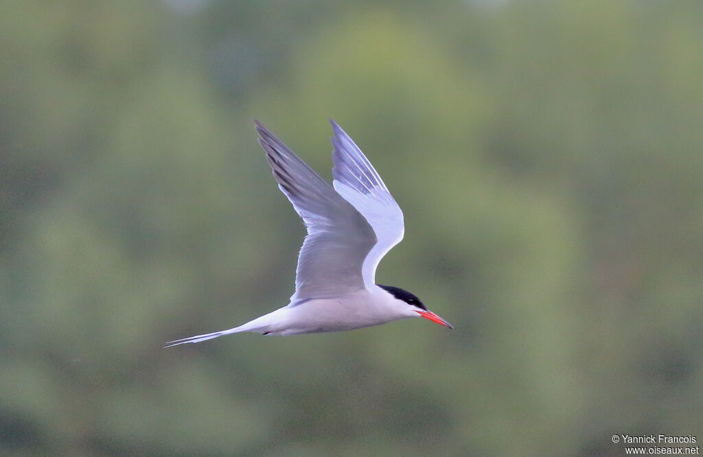 Common Ternadult breeding, aspect, Flight