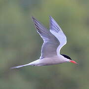 Common Tern