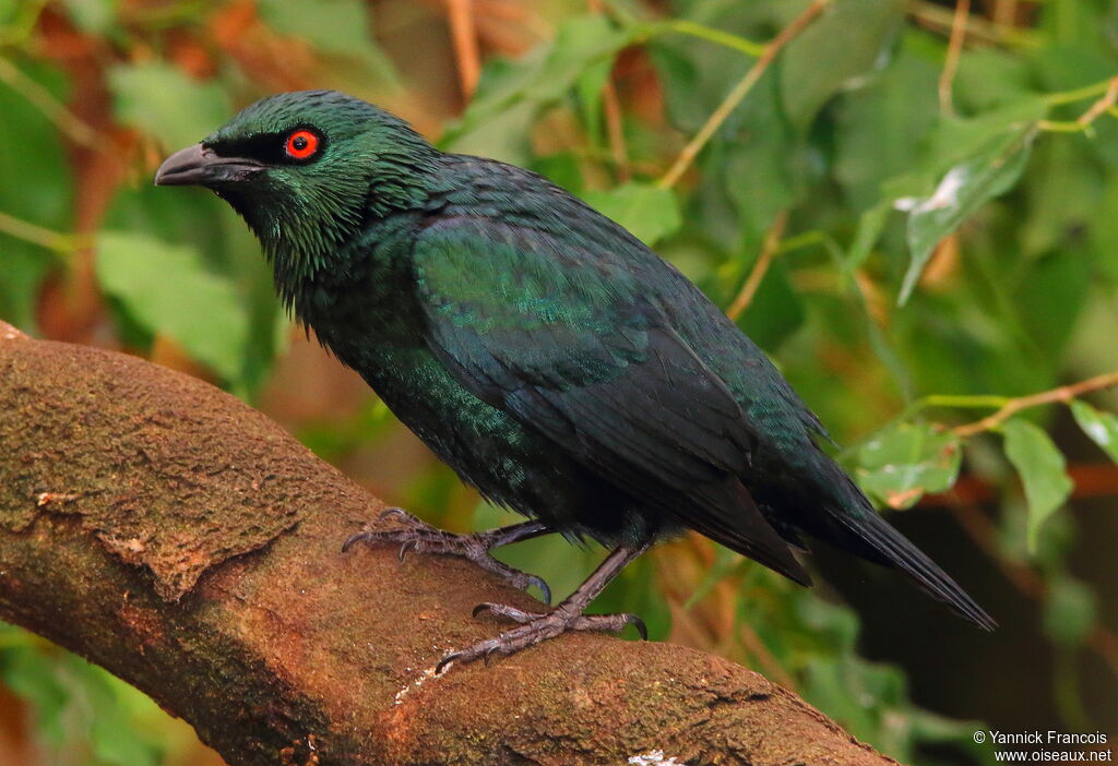 Asian Glossy Starlingadult breeding, identification, aspect