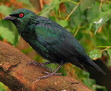 Asian Glossy Starling