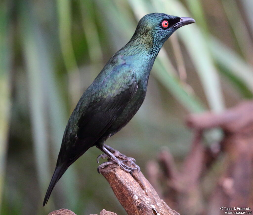 Asian Glossy Starlingadult, identification, aspect