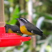 Bananaquit