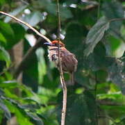 Chestnut-capped Puffbird