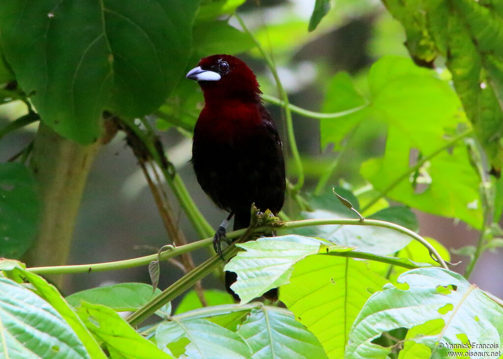 Silver-beaked Tanager male adult breeding, habitat, aspect