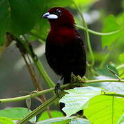 Silver-beaked Tanager