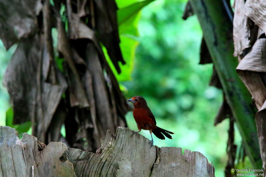 Silver-beaked Tanager female adult, habitat, aspect