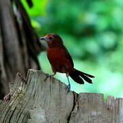 Silver-beaked Tanager