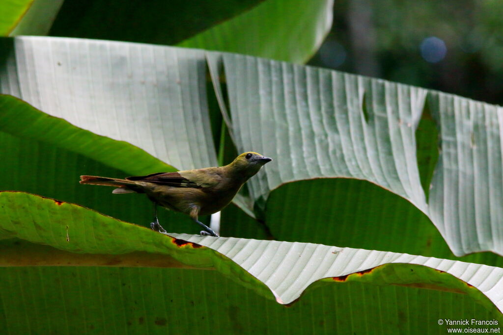 Palm Tanageradult, habitat, aspect