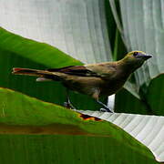 Palm Tanager