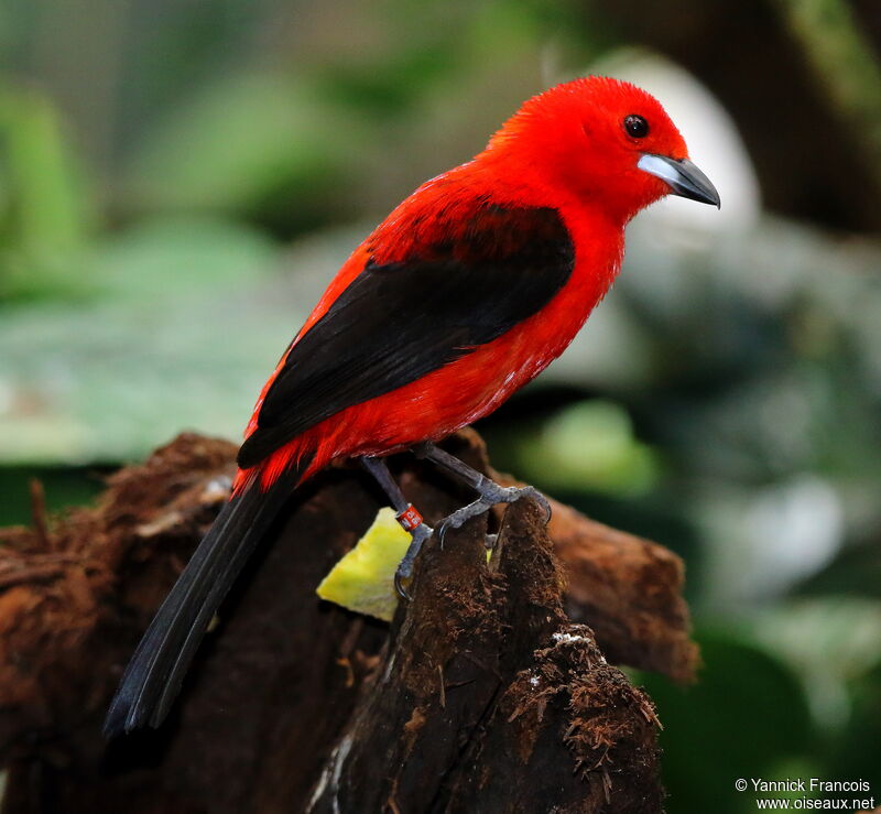 Brazilian Tanager male adult breeding, identification, aspect