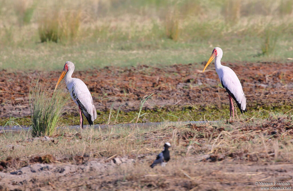 Yellow-billed Storkadult, habitat, aspect