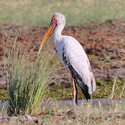 Yellow-billed Stork