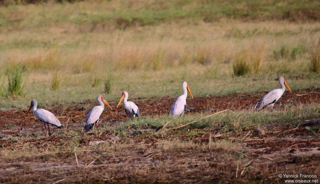 Yellow-billed Storkadult, habitat, aspect