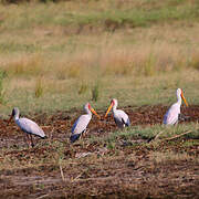 Yellow-billed Stork