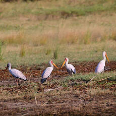 Tantale ibis