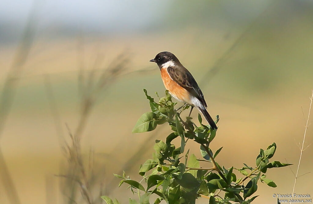 African Stonechat male adult breeding, habitat, aspect