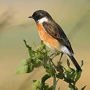 African Stonechat