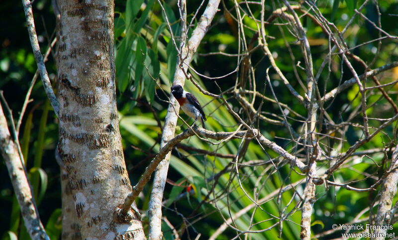 Madagascar Stonechat male adult, habitat, aspect