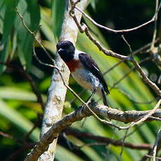 Tarier de Madagascar