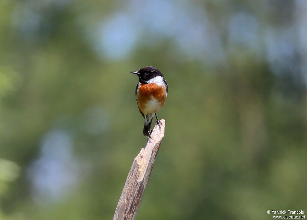 European Stonechat male adult breeding, identification, aspect