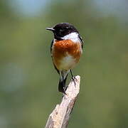 European Stonechat