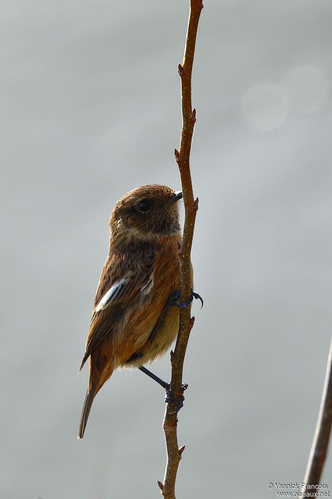 European Stonechat female, identification, aspect