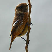 European Stonechat