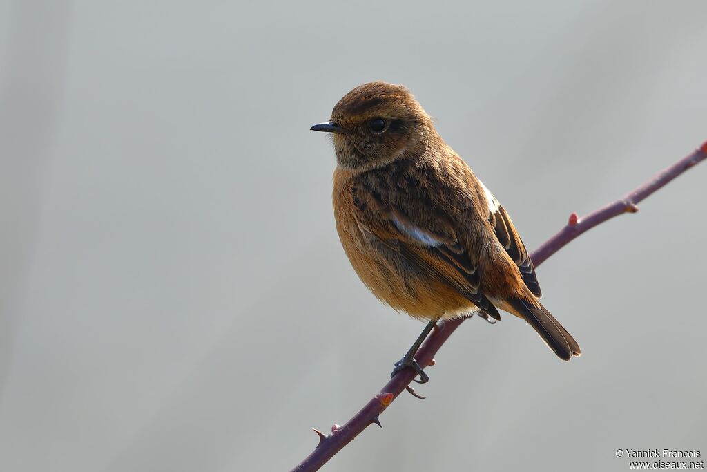 European Stonechat female, identification, aspect