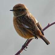 European Stonechat