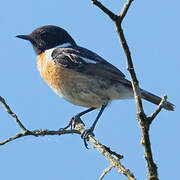 European Stonechat