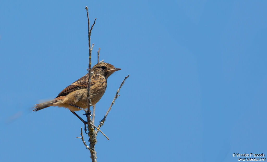 European Stonechatjuvenile, identification, aspect