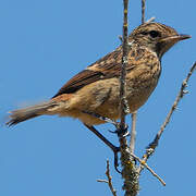 European Stonechat