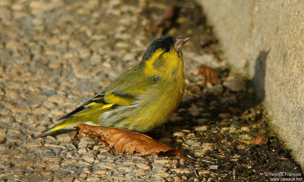 Eurasian Siskin male adult breeding, identification, aspect