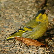 Eurasian Siskin