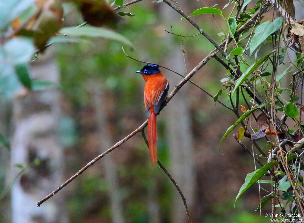 Tchitrec malgache mâle adulte nuptial, habitat