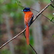 Malagasy Paradise Flycatcher