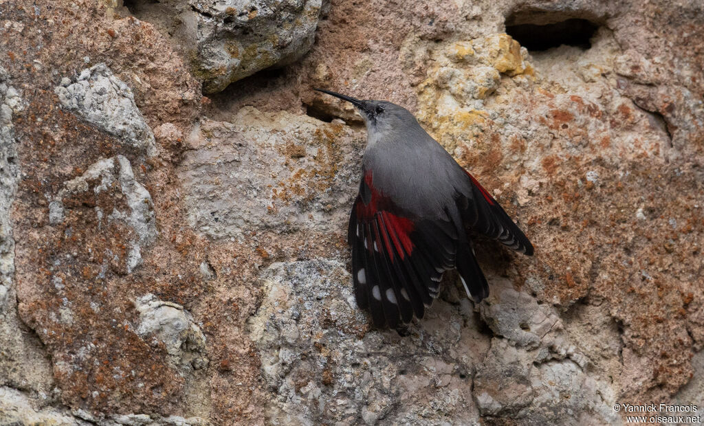 Tichodrome échelette