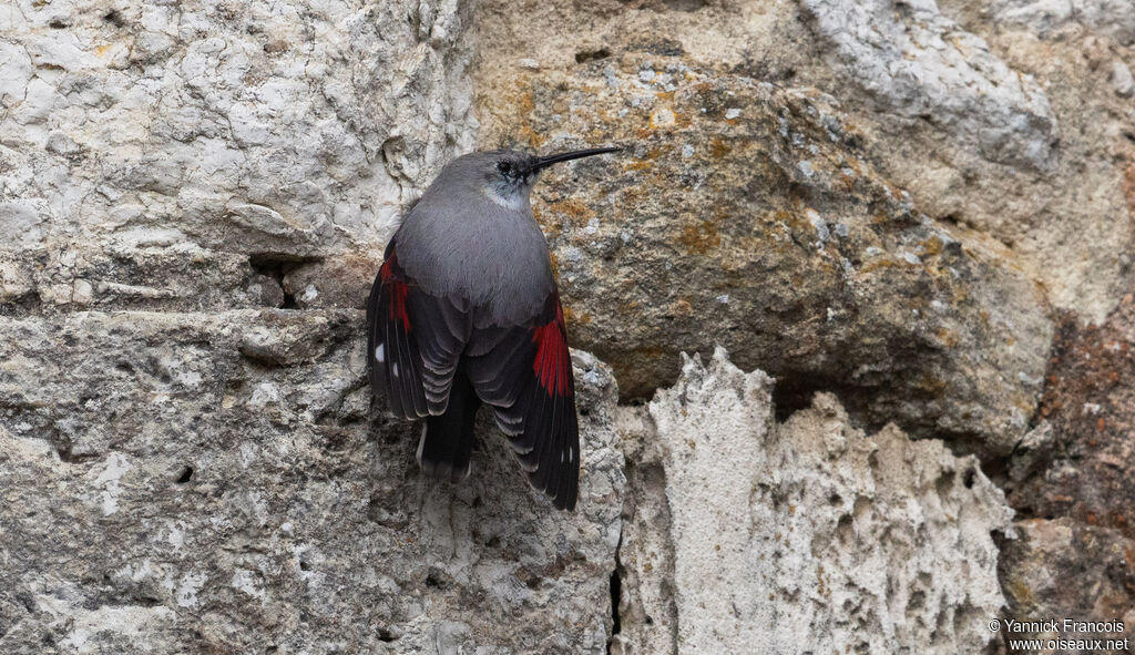 Tichodrome échelette