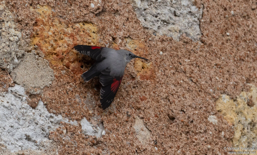 Tichodrome échelette