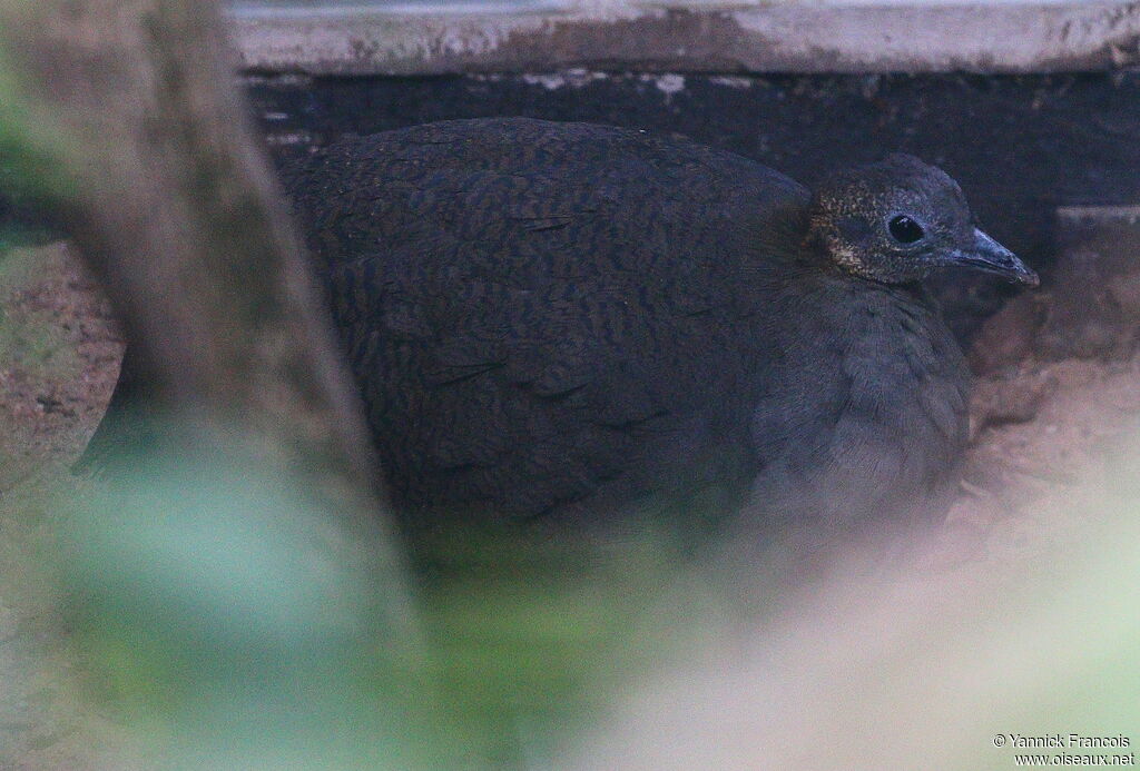 Tinamou solitaireadulte, identification, composition